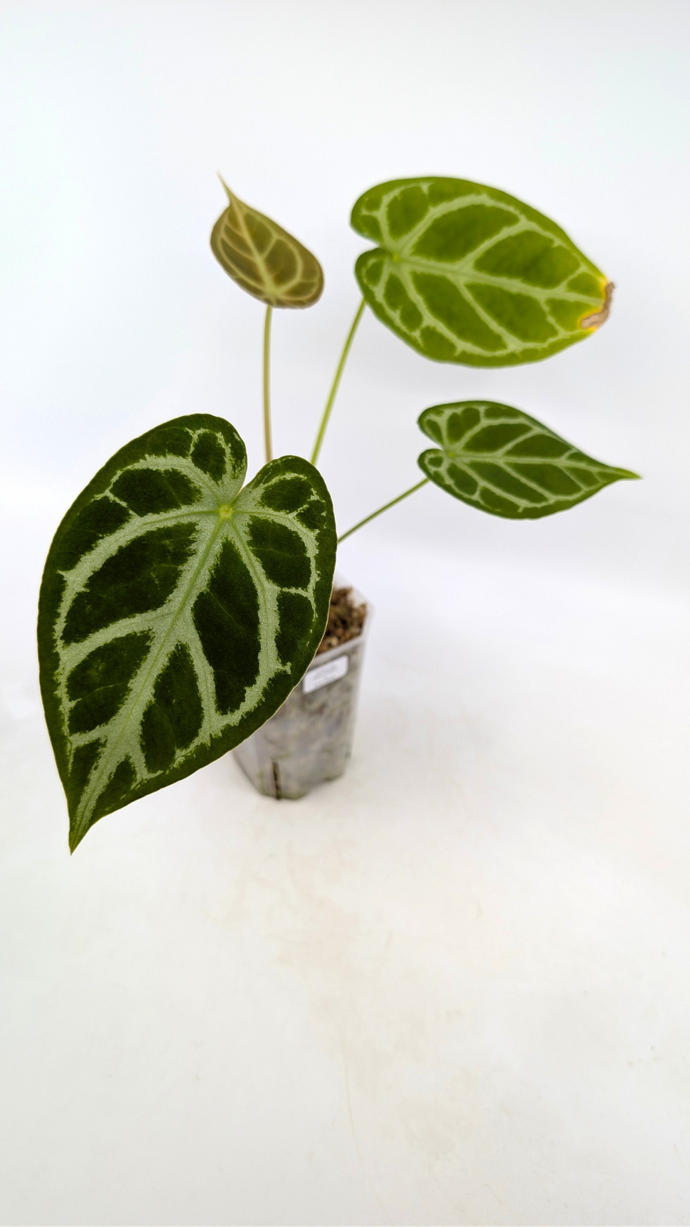 Anthurium Hybrid Dark Forgetii X Silver Blush — The Leaf Gallery